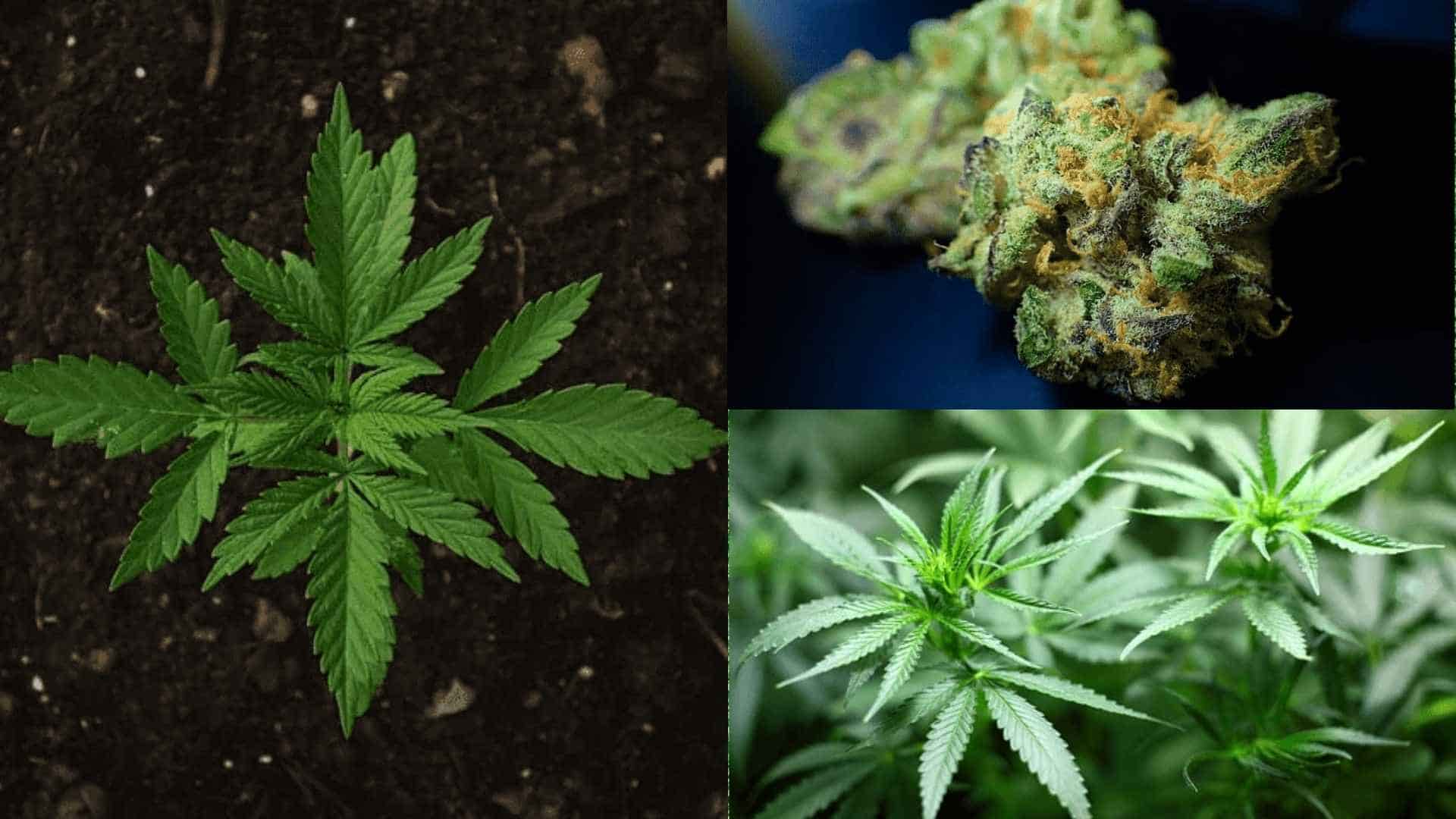 Cannabis At Home