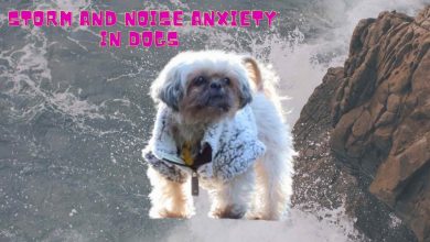 Storm and Noise Anxiety in Dogs