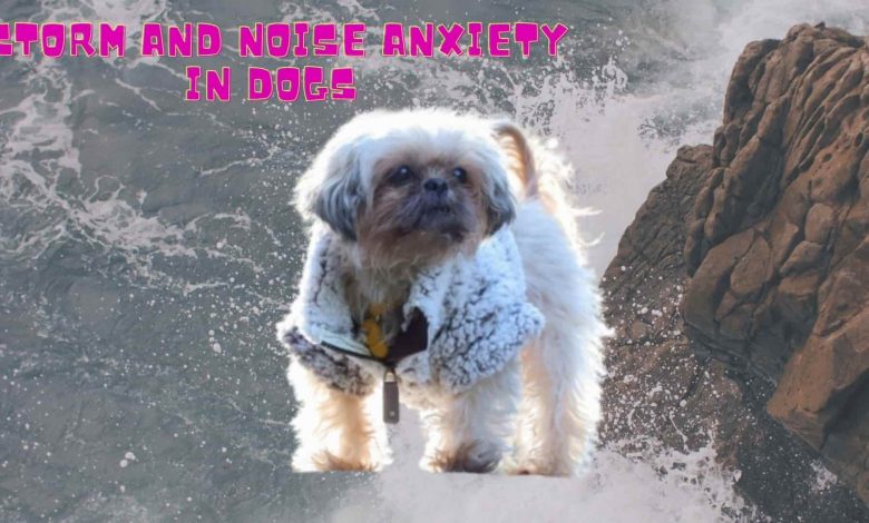 Storm and Noise Anxiety in Dogs