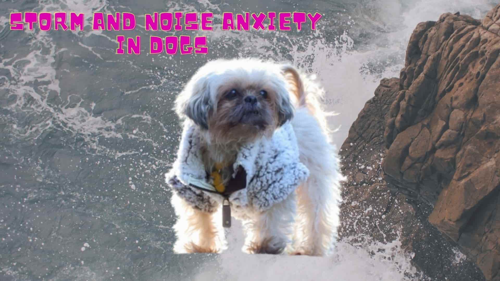 Storm and Noise Anxiety in Dogs