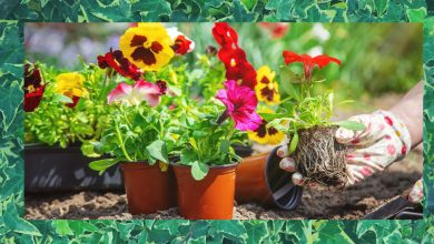 Gardening Practices