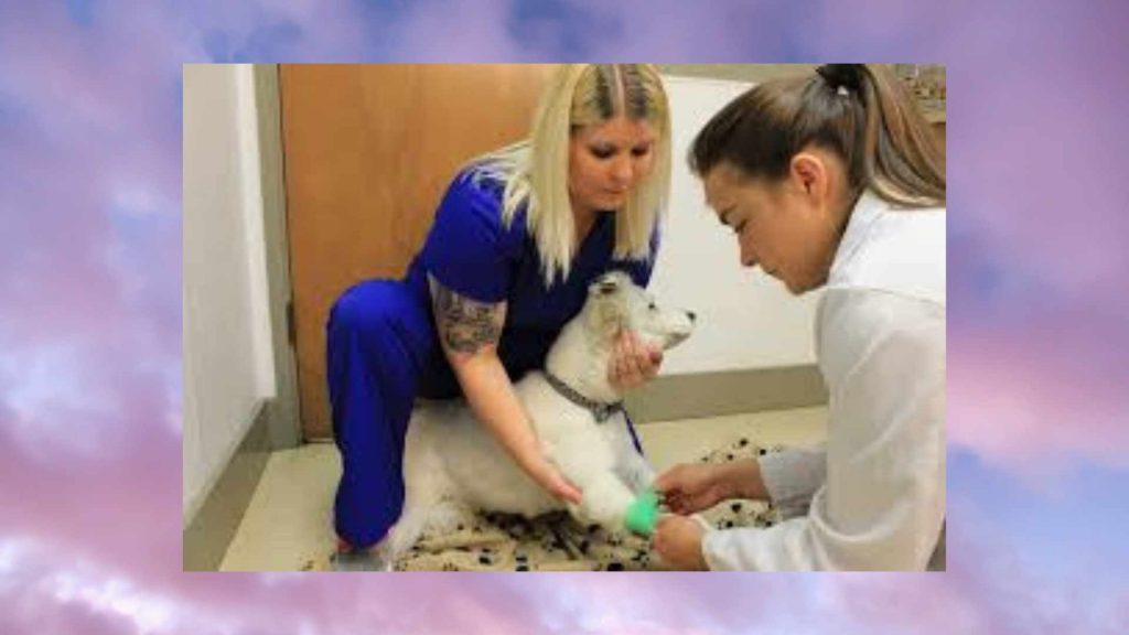 How To Euthanize a Dog A Complete Guide In 2022