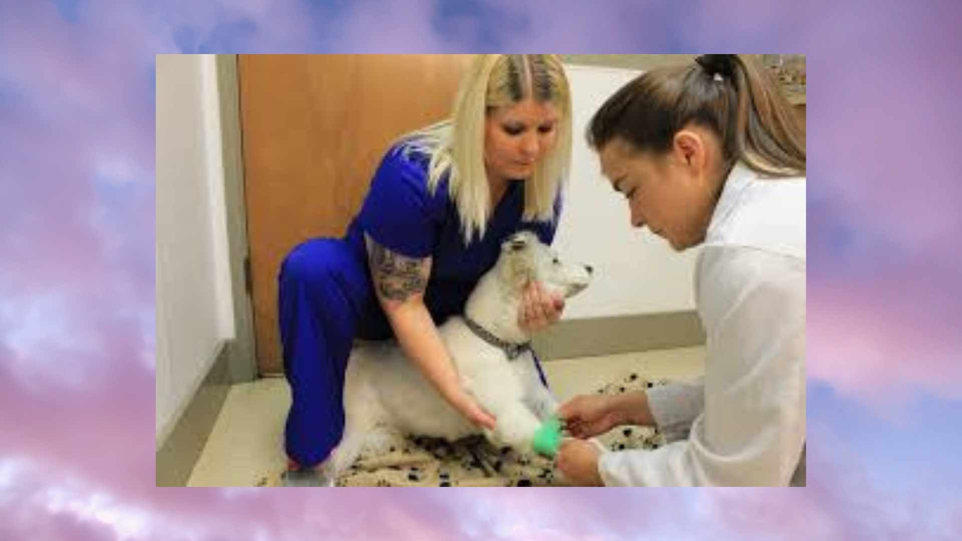 How To Euthanize a Dog A Complete Guide In 2022