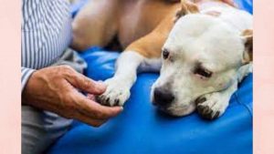 dog euthanasia at home