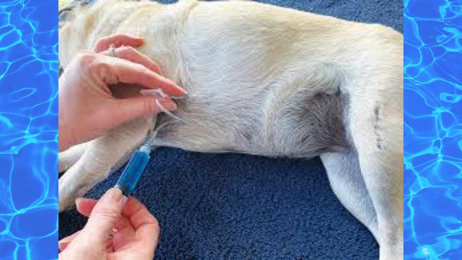 How To Euthanize a Dog A Complete Guide In 2022