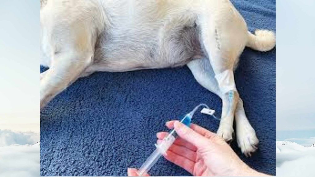 How To Euthanize a Dog A Complete Guide In 2022