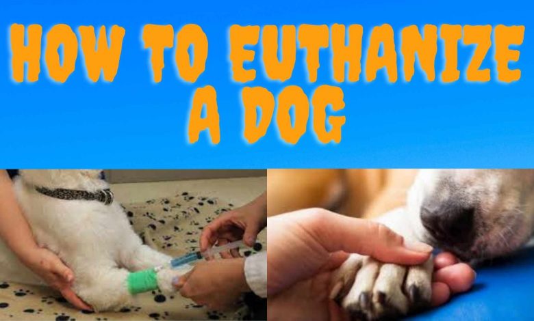how to euthanize a dog