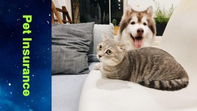 Pet Insurance