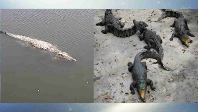 Maine Crocodiles
