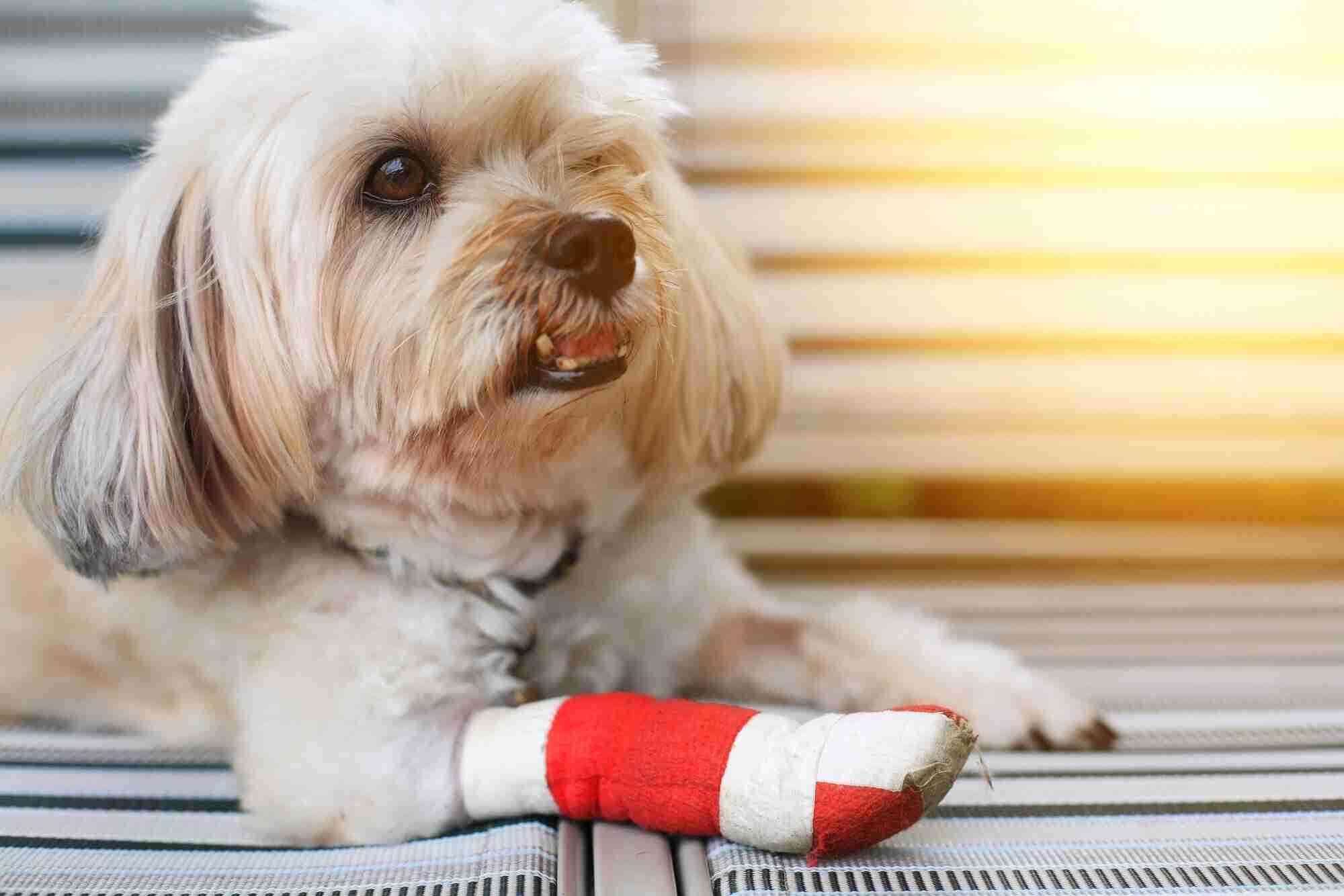 airport pet emergency clinic