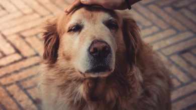 golden retriever colors