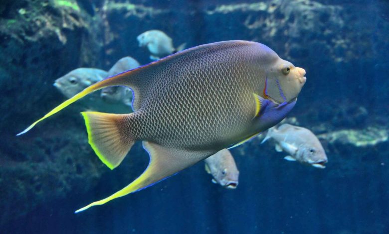 Angelfish